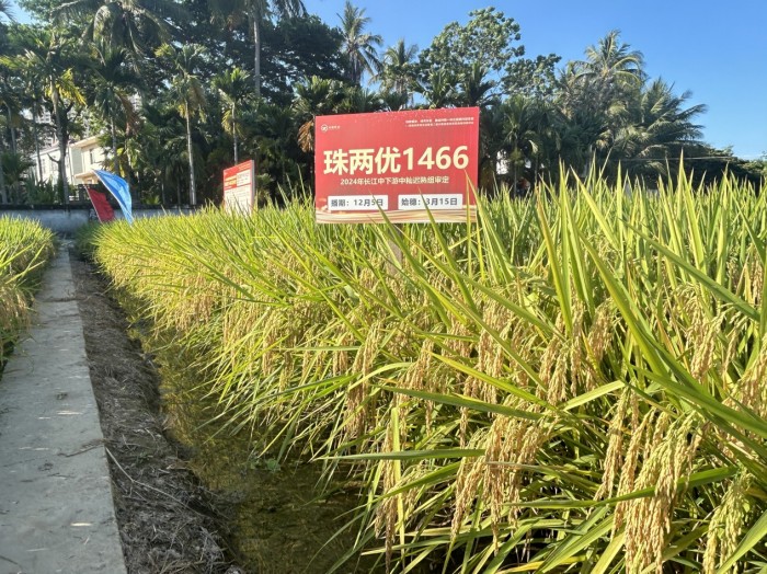 珠兩優(yōu) 1466